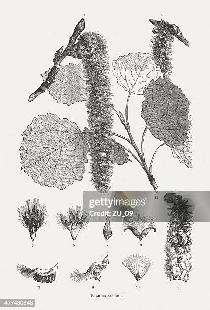 aspen (populus tremula), wood engravings, published in 1877 - pussy willow stock illustrations