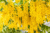 Cassia fistula, known as the golden shower