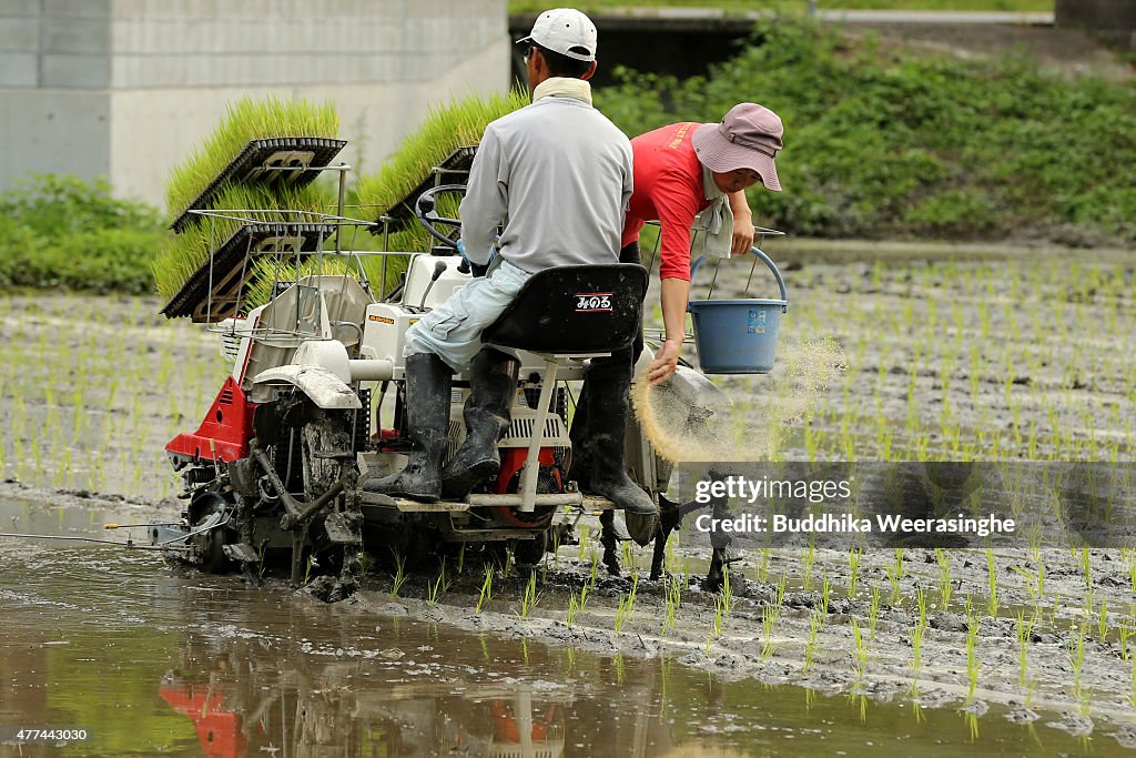 Farmers Use Ducklings For Promoting Organic Rice Farming