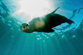 sea lion underwater looking at you