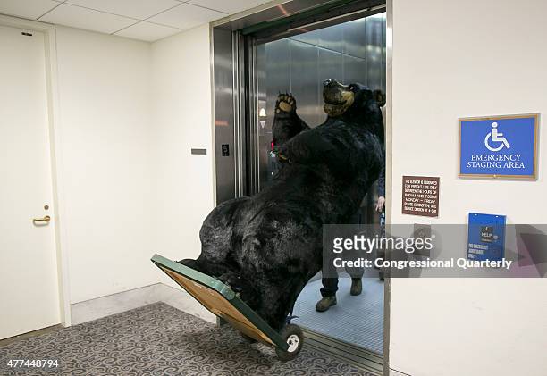Bob Spoerl, a Land Agent from the New Hampshire Division of Forest and Lands, pushes a stuffed bear out of the elevator on the fifth floor of the...