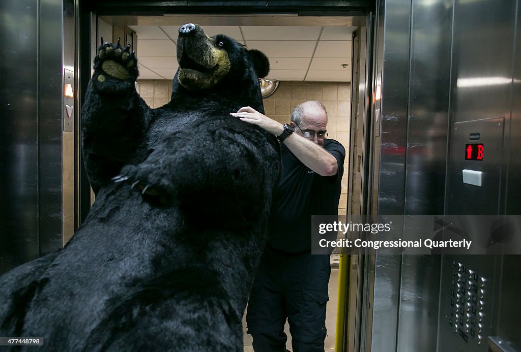 Stuffed Bear at the Capitol