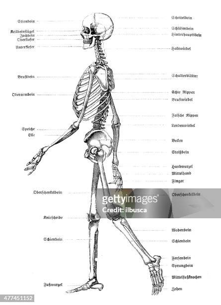 bildbanksillustrationer, clip art samt tecknat material och ikoner med antique medical scientific illustration high-resolution: skeleton - full body isolated