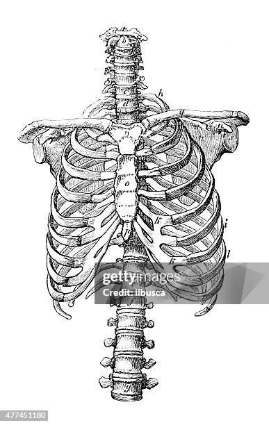 ilustrações, clipart, desenhos animados e ícones de antigo científica médica ilustração alta resolução: costela - esterno