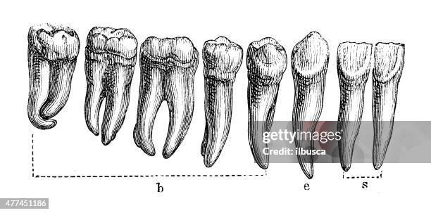 330 Diagram Of Human Teeth Stock Photos, High Biology Diagrams