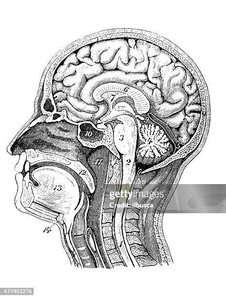 antique medical scientific illustration high-resolution: head section - spinal cord cross section stock illustrations