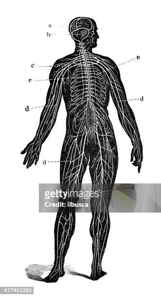 antique medical scientific illustration high-resolution: nervous system - human bone drawing stock illustrations