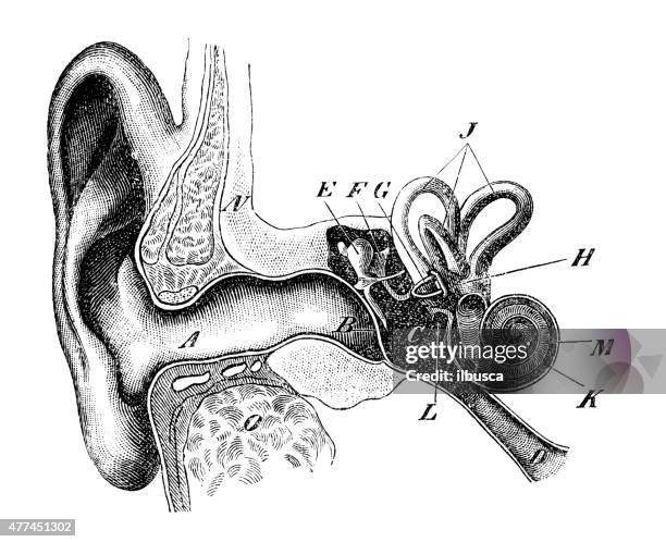 antique medical scientific illustration high-resolution: human ear - biomedical illustration stock illustrations