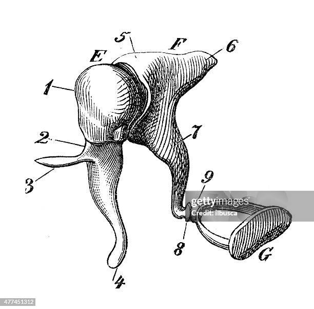 antique medical scientific illustration high-resolution: ear parts - ear diagram stock illustrations