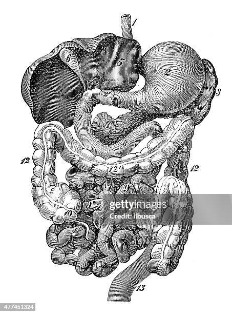 antique medical scientific illustration high-resolution: human organs - belly stock illustrations