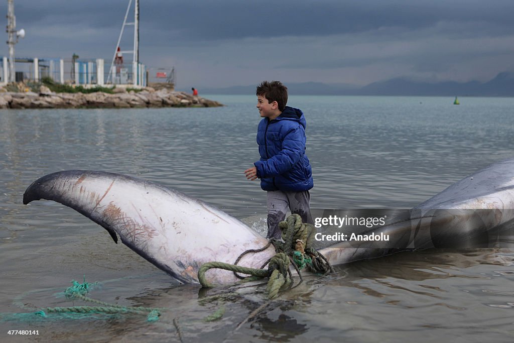 Whale caught by Tunisian fishers