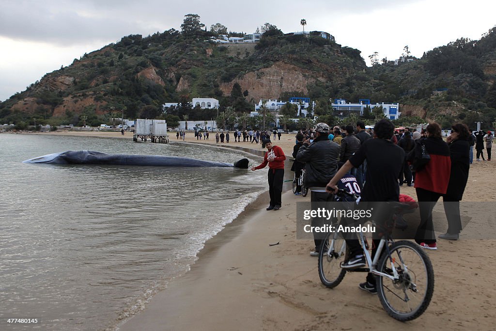 Whale caught by Tunisian fishers