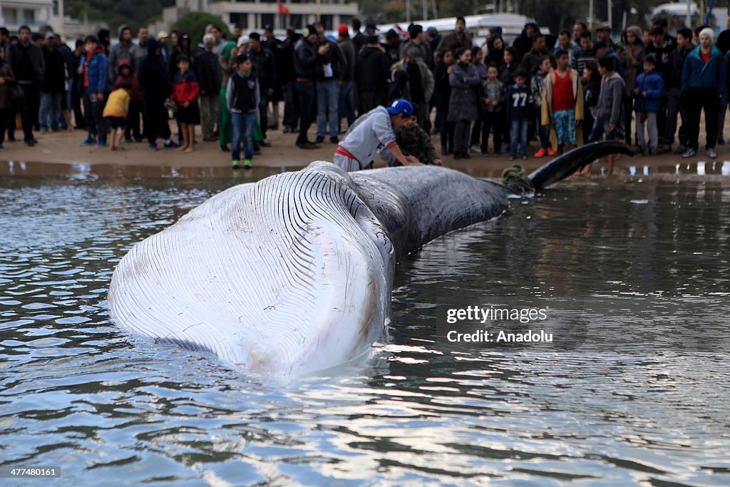 Whale caught by Tunisian fishers