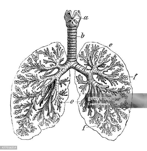 stockillustraties, clipart, cartoons en iconen met antique medical scientific illustration high-resolution: bronchial tree - long