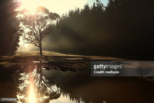 eucalyptus tree highlighted by sunbeams on a foggy morning - mollypix stock pictures, royalty-free photos & images