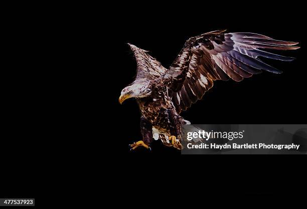 juvenile american bald eagle in-flight - raubvogel stock-fotos und bilder