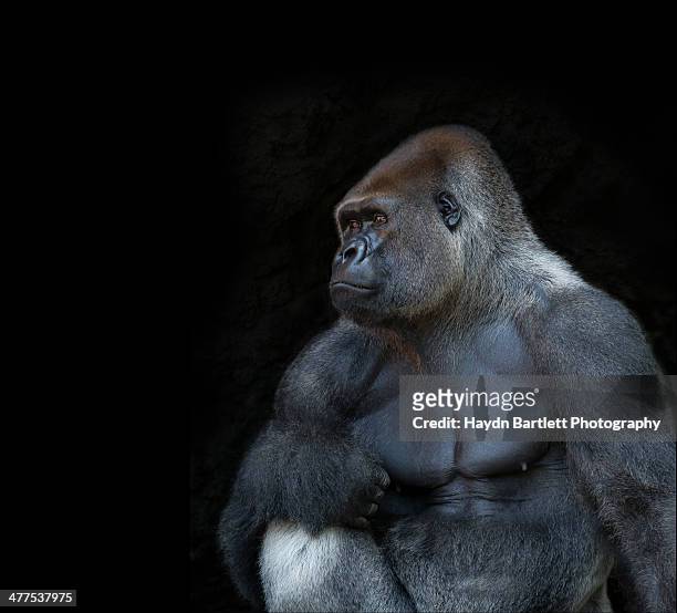 silverback gorilla portrait in profile - gorila fotografías e imágenes de stock