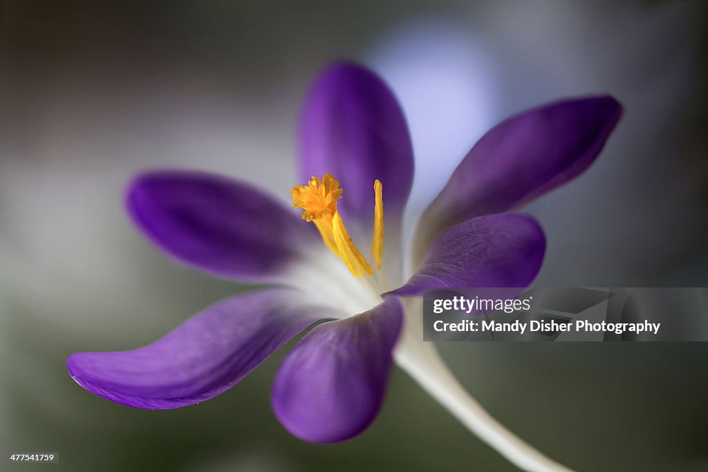 Crocus