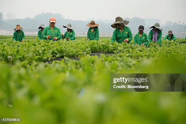 Workers tend to Acacia saplings in the nursery at Asia Pacific Resources International Holdings Ltd.'s pulp and paper manufacturing facility in...