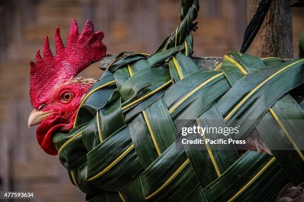 African Chicken Ritual A chicken wrapped in as part of a traditional ritual an offering to ...
