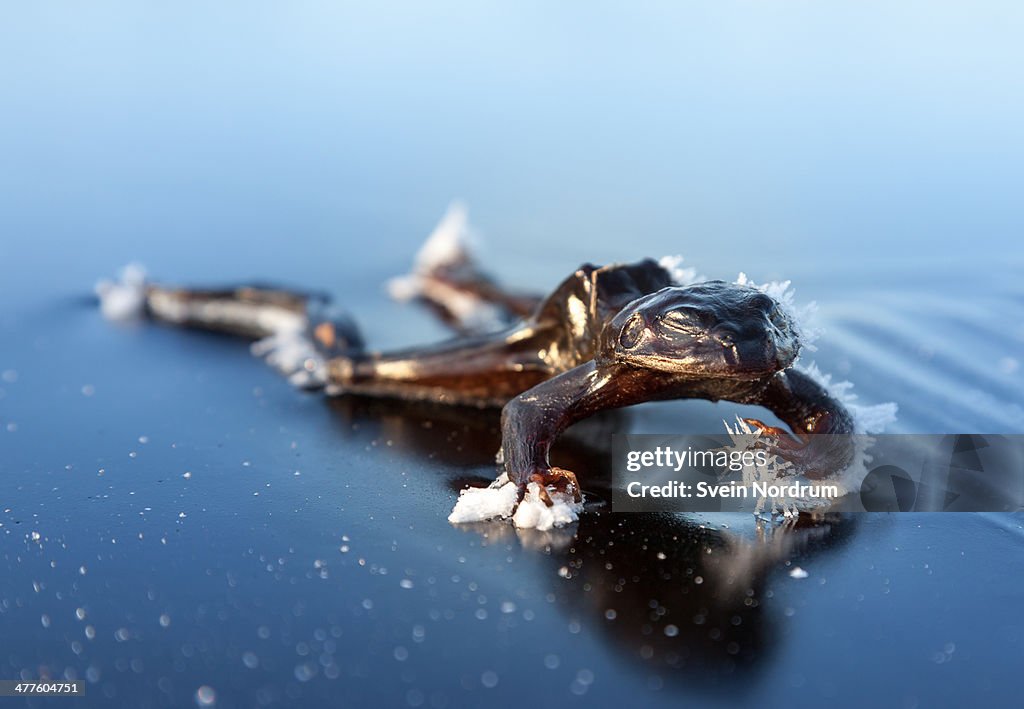 Frozen Frog