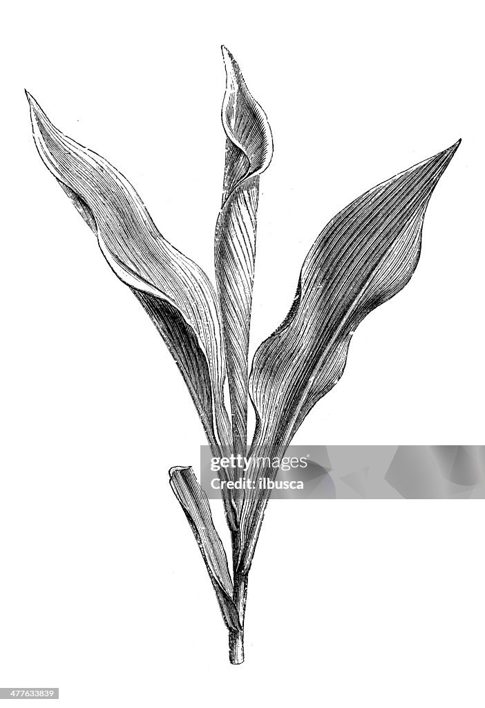 Antique illustration of Calamus rotang bud