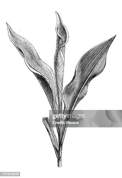 antique illustration of calamus rotang bud - sweet flag or calamus (acorus calamus) stock illustrations