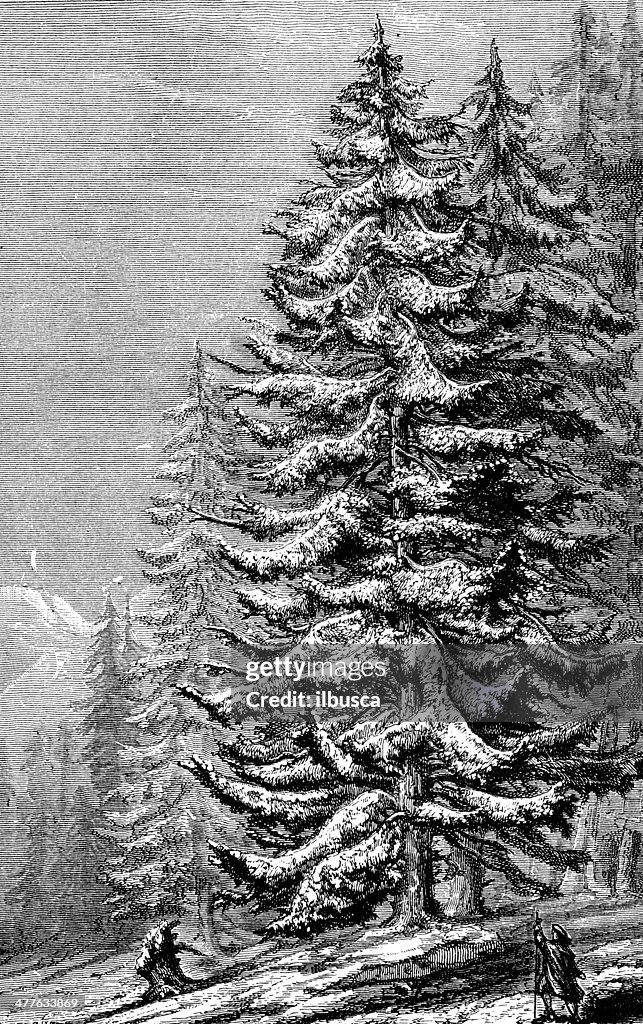 Antique illustration of Abies alba (silver fir)