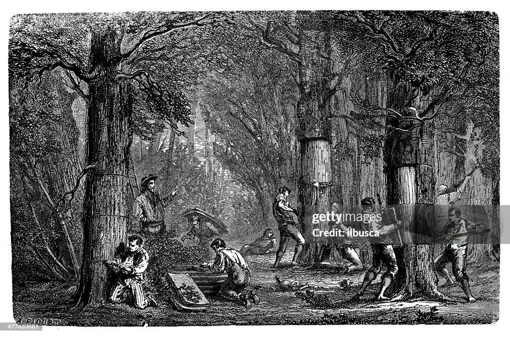 Antique illustration of Quercus suber (cork oak)