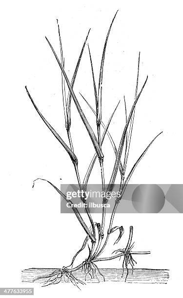 antique illustration of d贖rv grass, dhoob, bermuda grass (cynodon dactylon) - cynodon dactylon stock illustrations
