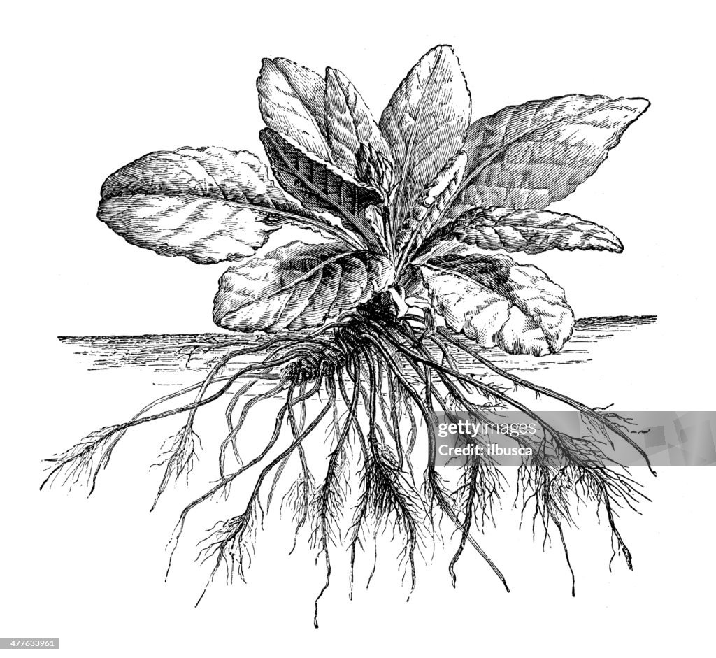 Antique Illustration Of Primula Vulgaris Roots High-Res Vector Graphic ...