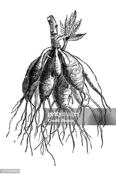 antique illustration of dahlia root - root vegetable stock illustrations