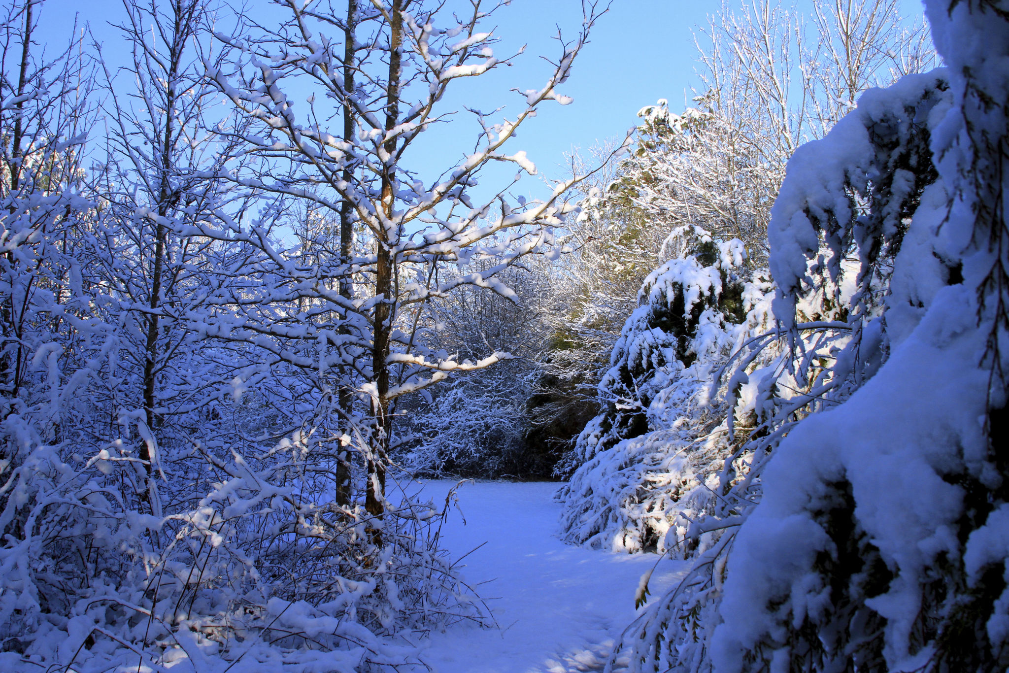 winter landscape Alabama