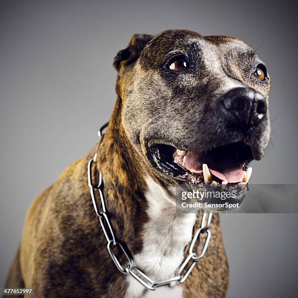 pit bull portrait - cruelity stock pictures, royalty-free photos & images