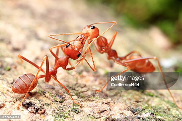 3,897 Bright Red Bugs Stock Photos, High-Res Pictures, and Images ...