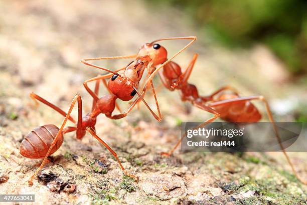 red weaver ant - stinging stock pictures, royalty-free photos & images