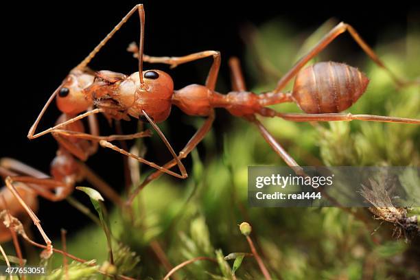 red weaver ant - weberameise stock-fotos und bilder