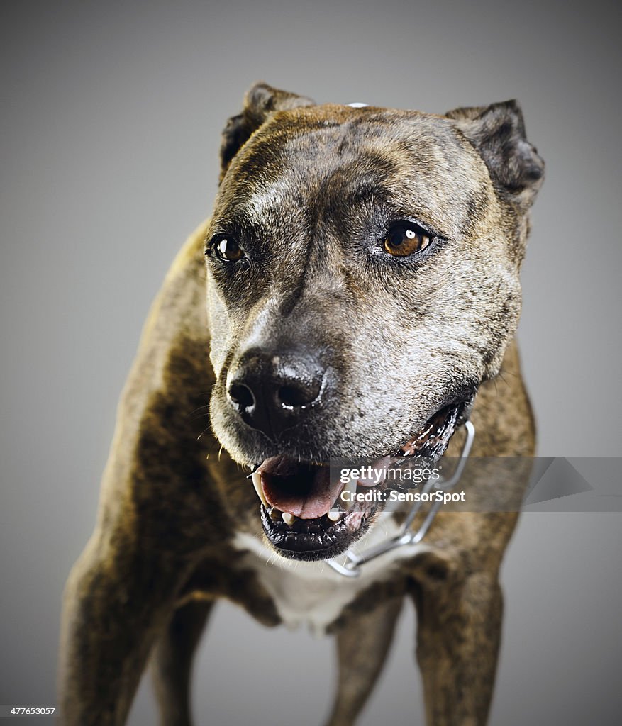 Pit bull