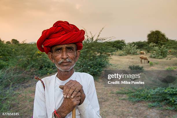 rabari shepherd tending his sheep, rajasthan - shepherds staff stock pictures, royalty-free photos & images