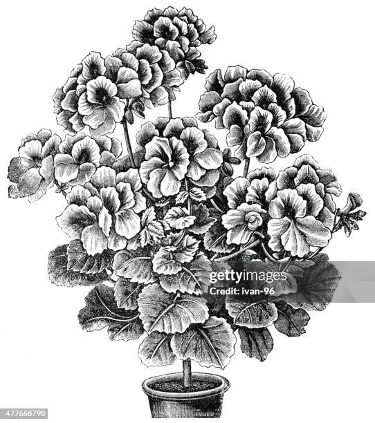 geranium - geranium isolated stock illustrations
