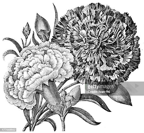ilustraciones, imágenes clip art, dibujos animados e iconos de stock de clavel - carnation flower