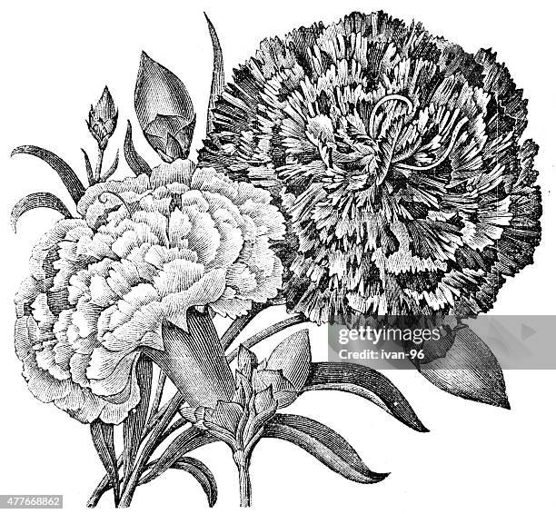 ilustrações, clipart, desenhos animados e ícones de carnation - carnation flower