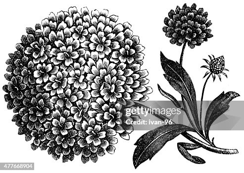 Scabious Scabious