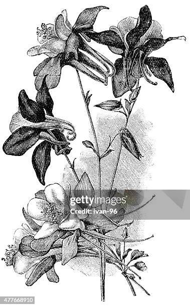 columbine - columbine flower stock illustrations