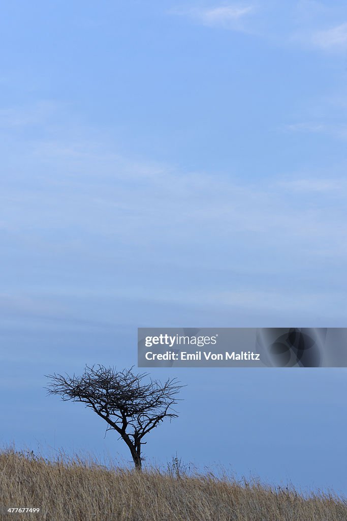 Bare Acacia Tree under cool clouded sky