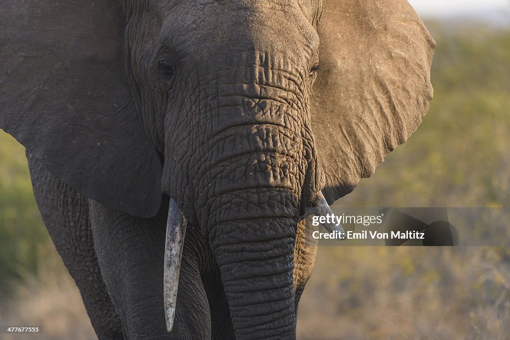 Make Elephant portrait, South Africa