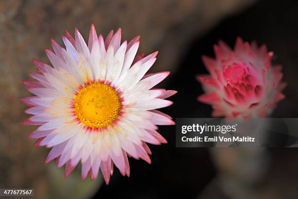 pink everlasting flowers in the drakensberg - drakensberg stock pictures, royalty-free photos & images