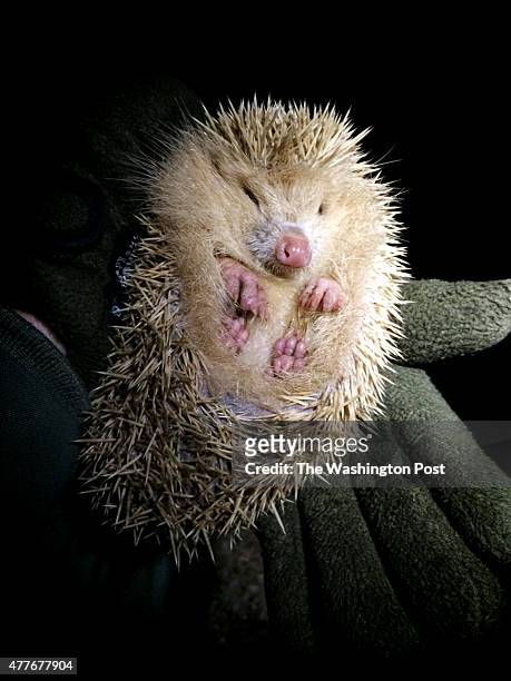 The Channel Island of Alderney in England, 2015. A blond hedgehog, found at night, typically forages in tall grasses and gardens, along roadsides and...