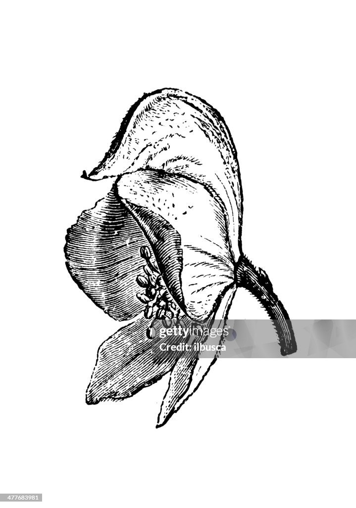 Antique illustration of Aconitum napellus (monkshood, aconite)