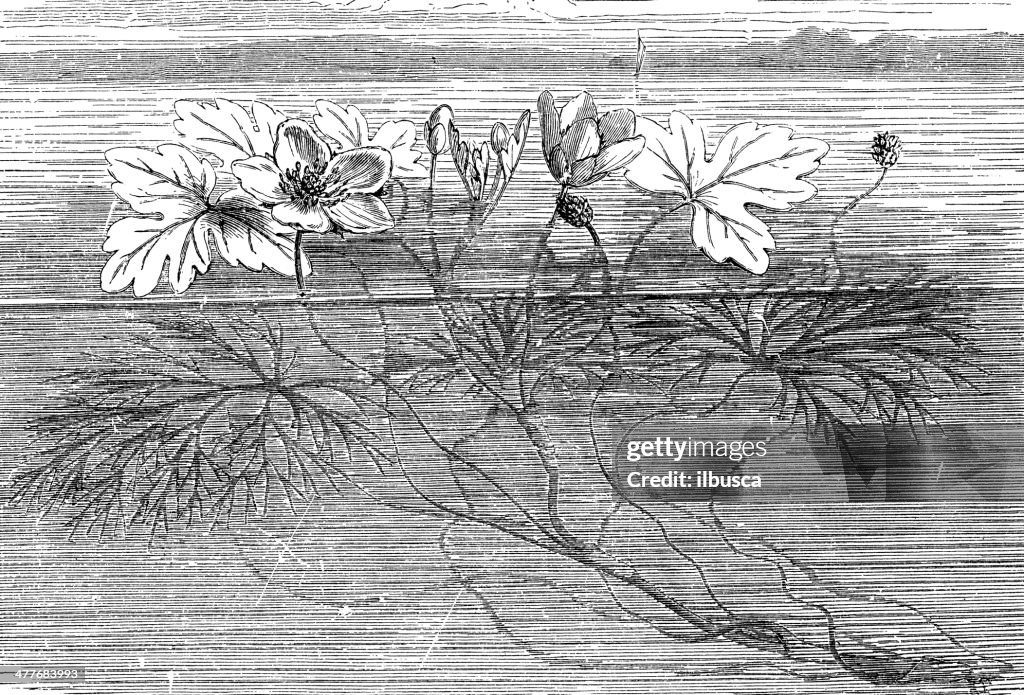 Antique illustration of Ranunculus aquatilis (common water-crowfoot, white water-crowfoot)